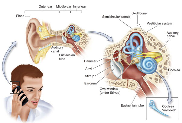 AUDITORY SYSTEM AND HEARING