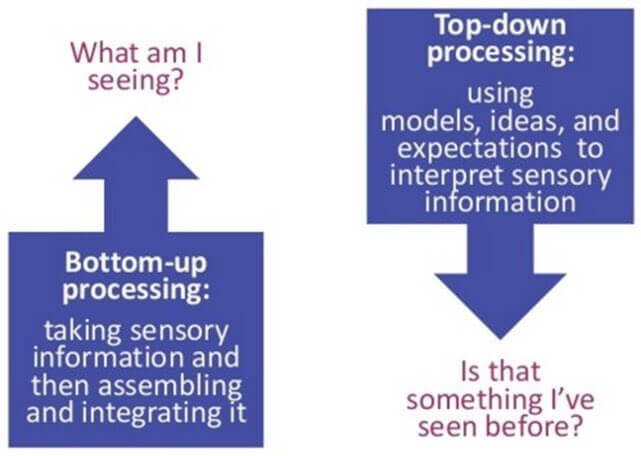 Art and Psychology - Top-Down Processing- Knowledge, Expectation, and Interpretation