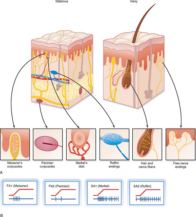Skin Receptors and the Somatosensory Cortex