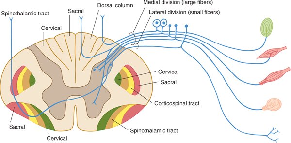Skin Receptors and the Somatosensory Cortex