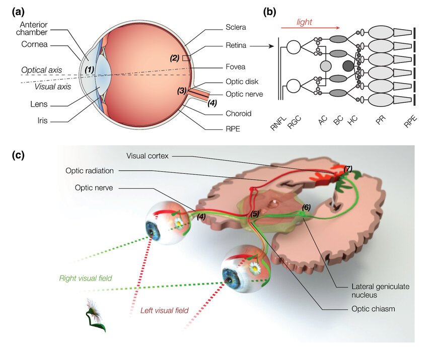 THE VISUAL SYSTEM – STRUCTURE & FUNCTION