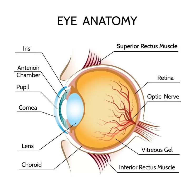 THE VISUAL SYSTEM – STRUCTURE OF THE EYE