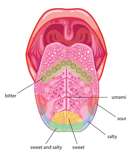 Taste Buds and Flavor Perception
