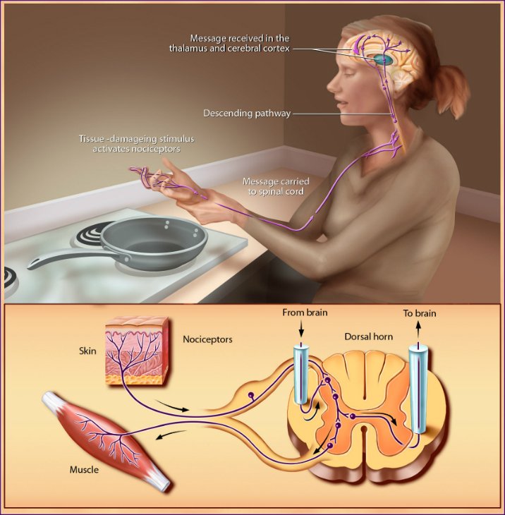 Touch & Pain Perception
