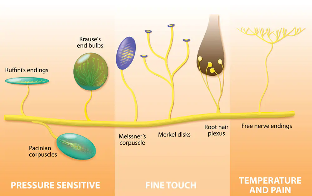 Skin Receptors and the Somatosensory Cortex