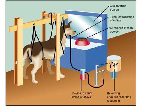 Pavlov's Classical Conditioning Theory Experiment