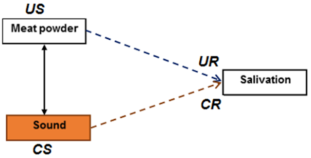 Variables in Pavlov's Classical Conditioning Theory Model