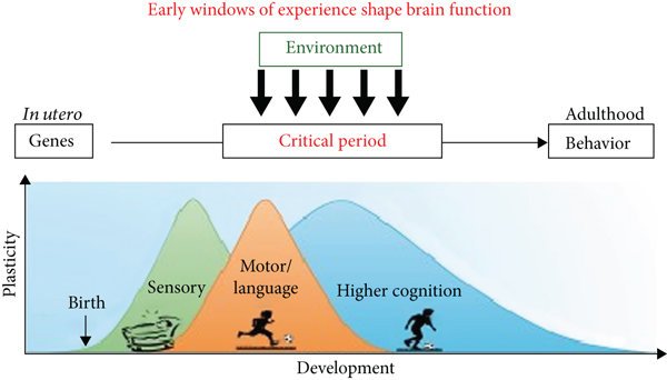 Critical Periods in Sensory Development