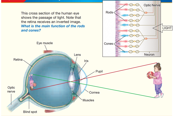 THE VISUAL SYSTEM – STRUCTURE & FUNCTION
