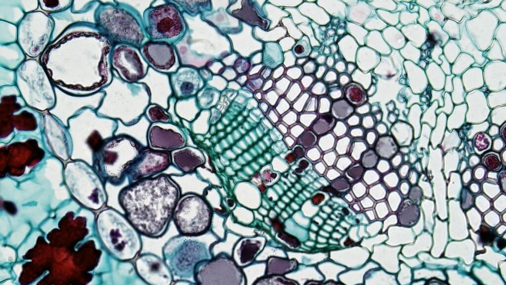 Vascular Tissue: Structure, Function, and Significance in Plants