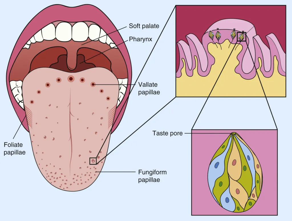 Taste Buds and Flavor Perception